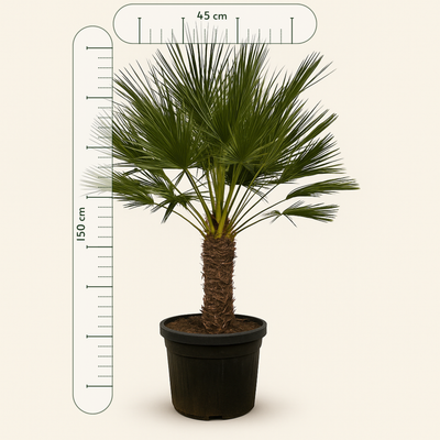Zwergpalme – Chamaerops humilis - 150 cm - Ø45cm - Luna's Leaf Co. 
