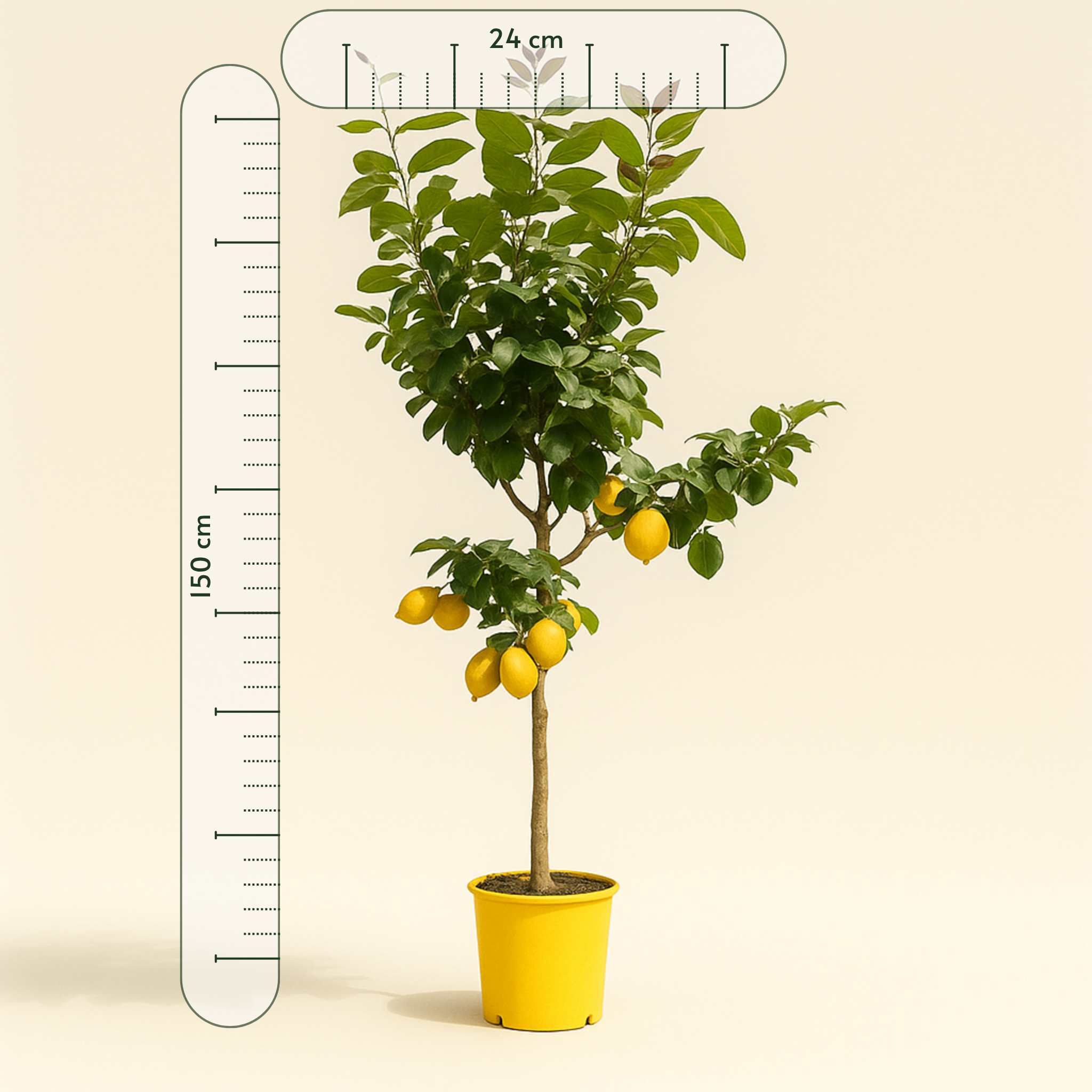 Zitronenbaum – Citrus limon - 150 cm - ø24 - Luna's Leaf Co. 