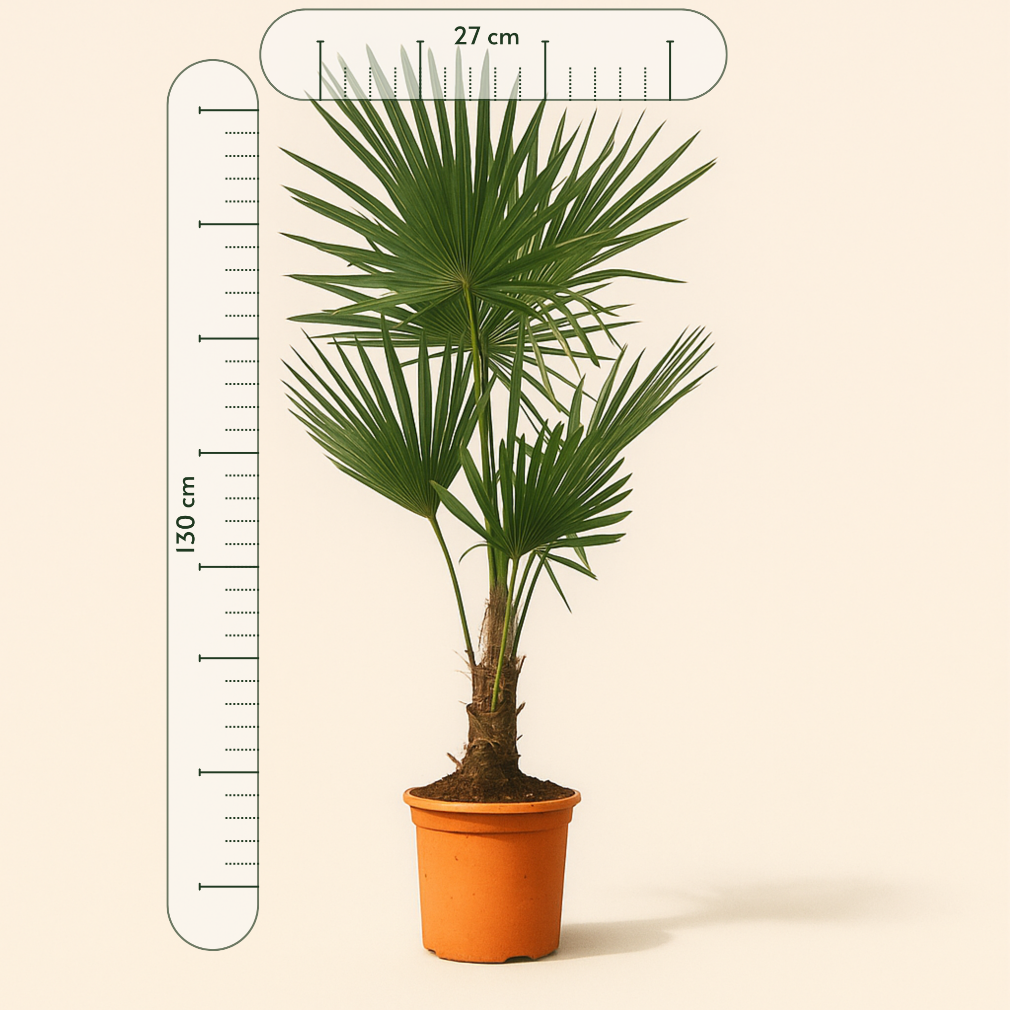Chinesische Hanfpalme – Trachycarpus fortuneii - 130cm - Ø27 - Luna's Leaf Co. 
