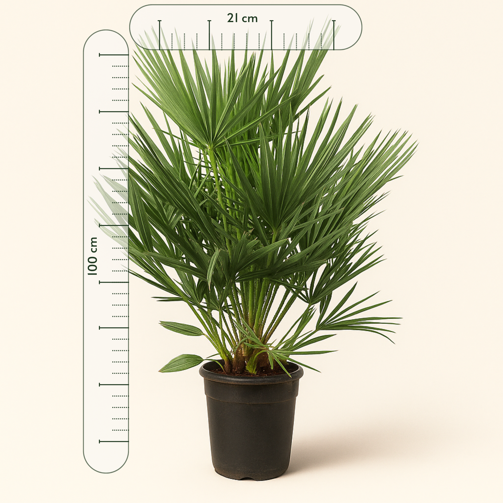Zwergpalme – Chamaerops humilis - 100cm - Ø21 - Luna's Leaf Co. 