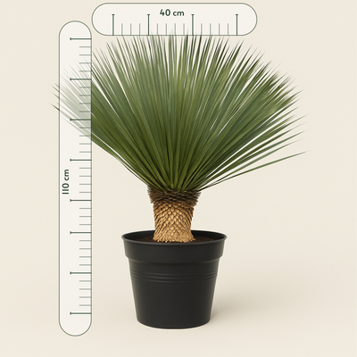 Kerzen-Palmlilie – Yucca rostrata - 110 cm - Ø40 - Luna's Leaf Co. 
