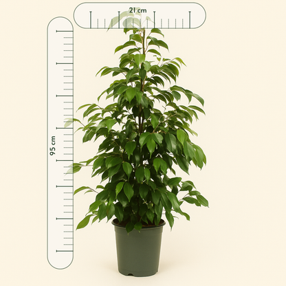 Birkenfeige  'Danielle' - Ficus benjamina 'Danielle' - 95cm - Ø21cm - Luna's Leaf Co. 
