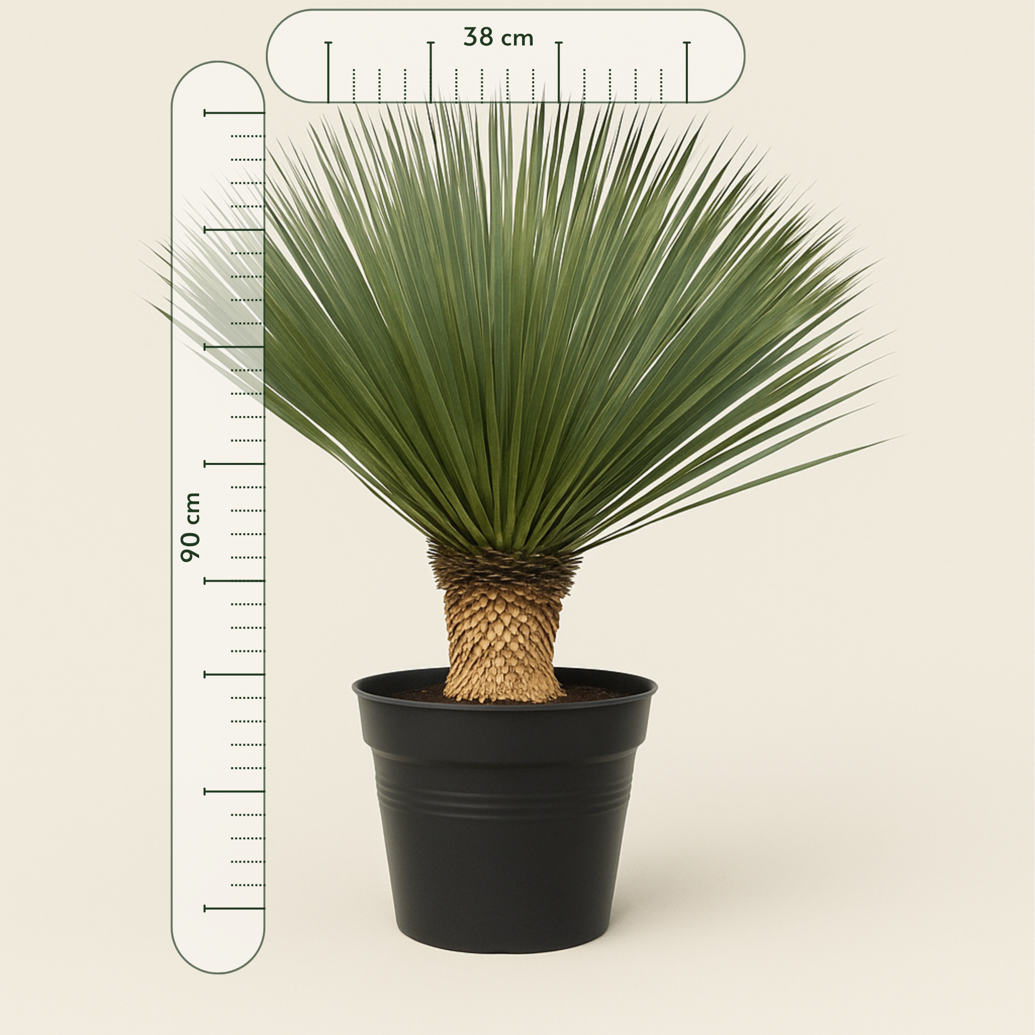 Kerzen-Palmlilie – Yucca rostrata - 90 cm- Ø38 - Luna's Leaf Co. 