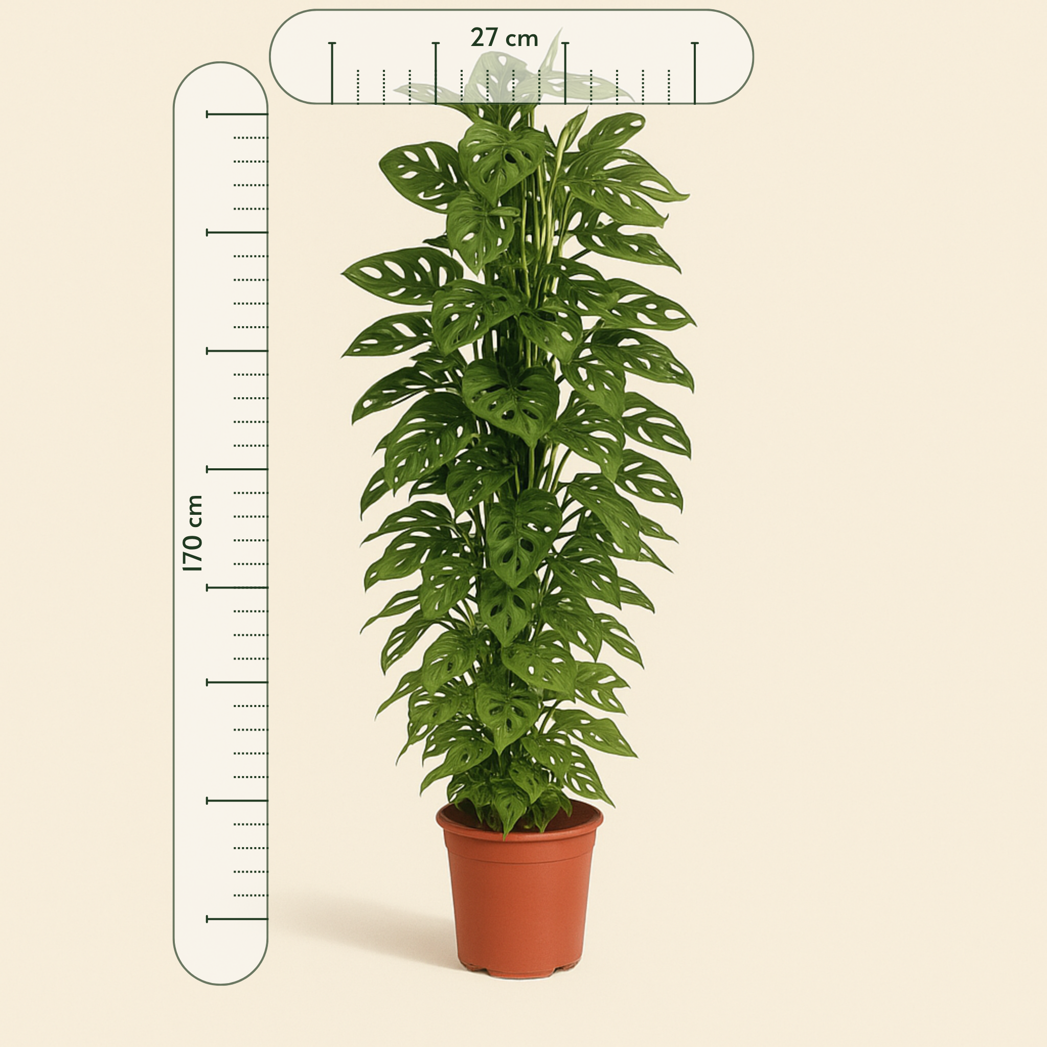 Monkey Leaf XXL – Fensterblatt mit Rankgitter – Monstera adansonii - 170 cm - ø27 - Luna's Leaf Co. 