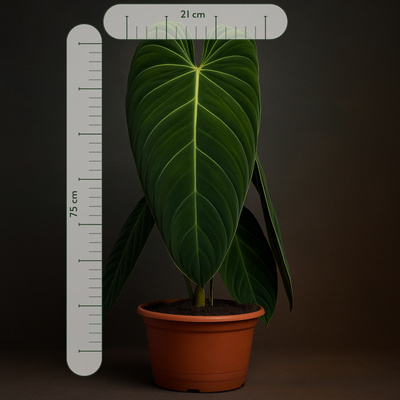 XXL-Premium Philodendron Melanochrysum - 75cm - Ø21cm - Luna's Leaf Co. 