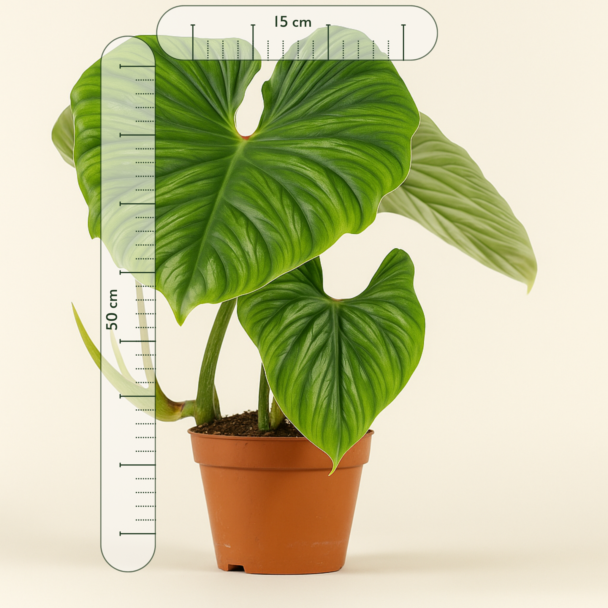 Philodendron Plowmanii  - 50cm - Ø15cm - Luna's Leaf Co. 