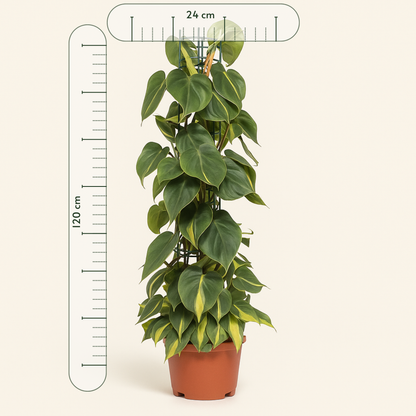 Philodendron Scandens Brasil - 120cm - Ø24cm - Luna's Leaf Co. 