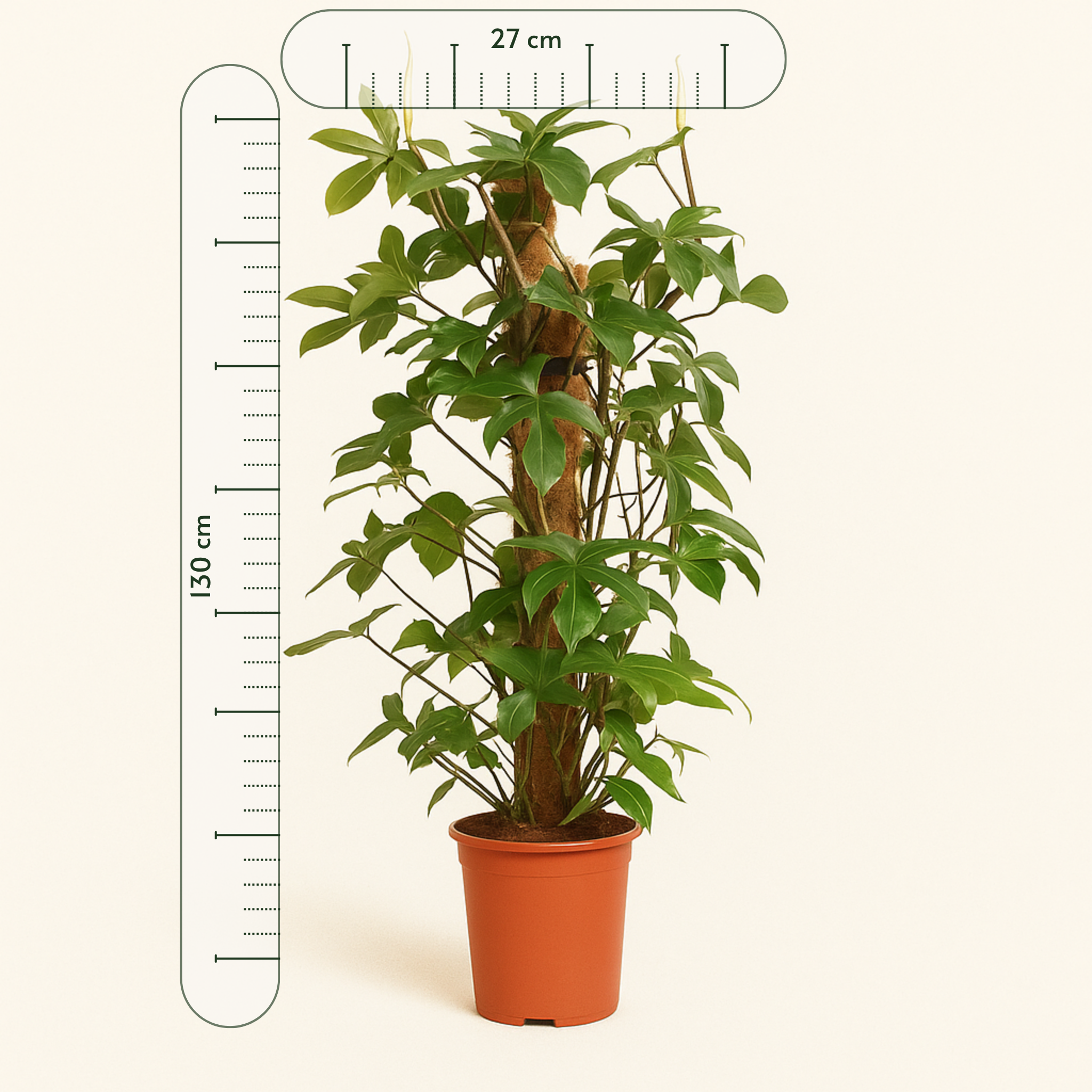 Eichenblatt-Philodendron – Philodendron pedatum - 130cm - Ø27cm - Luna's Leaf Co. 