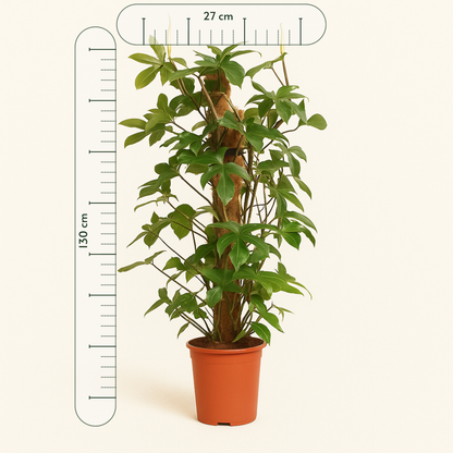 Eichenblatt-Philodendron – Philodendron pedatum - 130cm - Ø27cm - Luna's Leaf Co. 