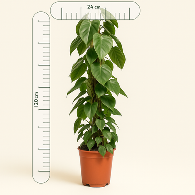 Herzblatt-Philodendron (Philodendron hederaceum) – 120 cm – Ø24 cm Topf –  Luna's Leaf Co