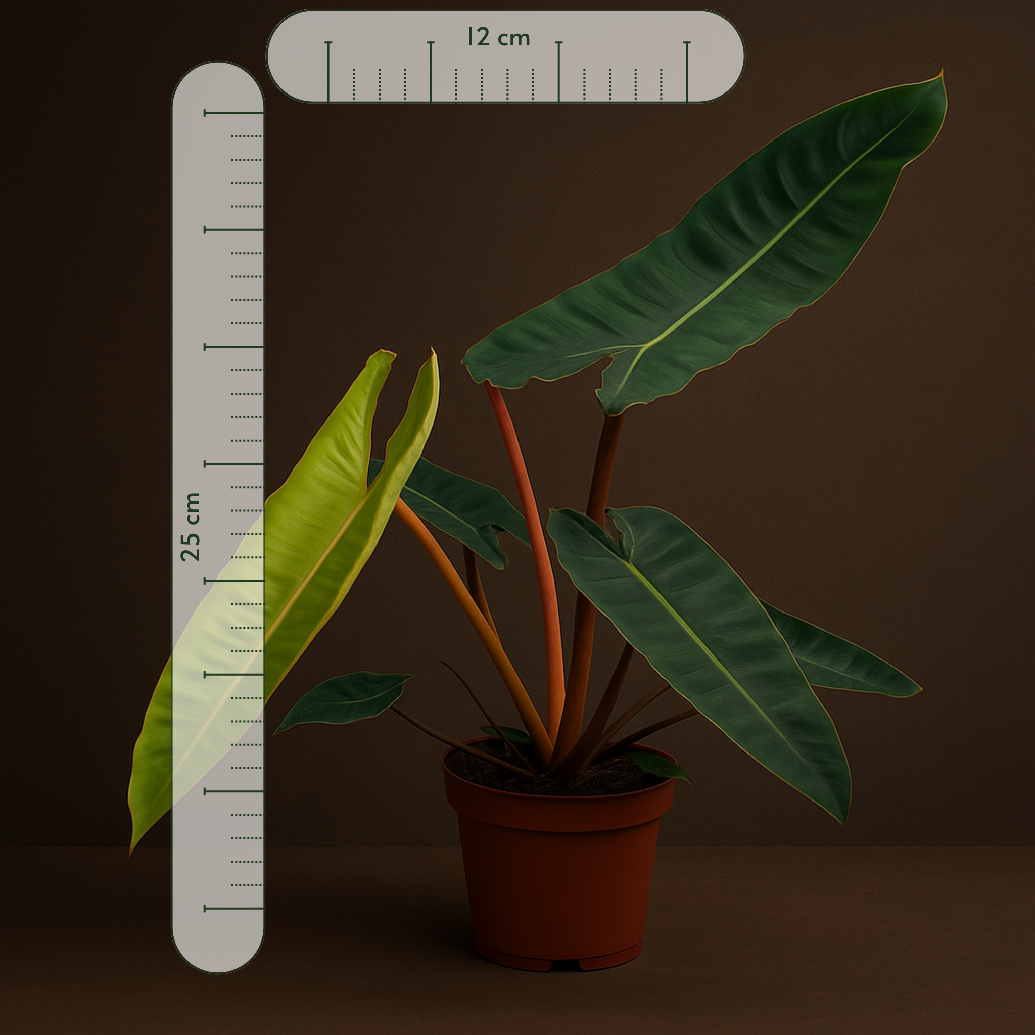 Premium Philodendron Billietiae – Philodendron billietiae - 25cm - Ø12cm - Luna's Leaf Co. 