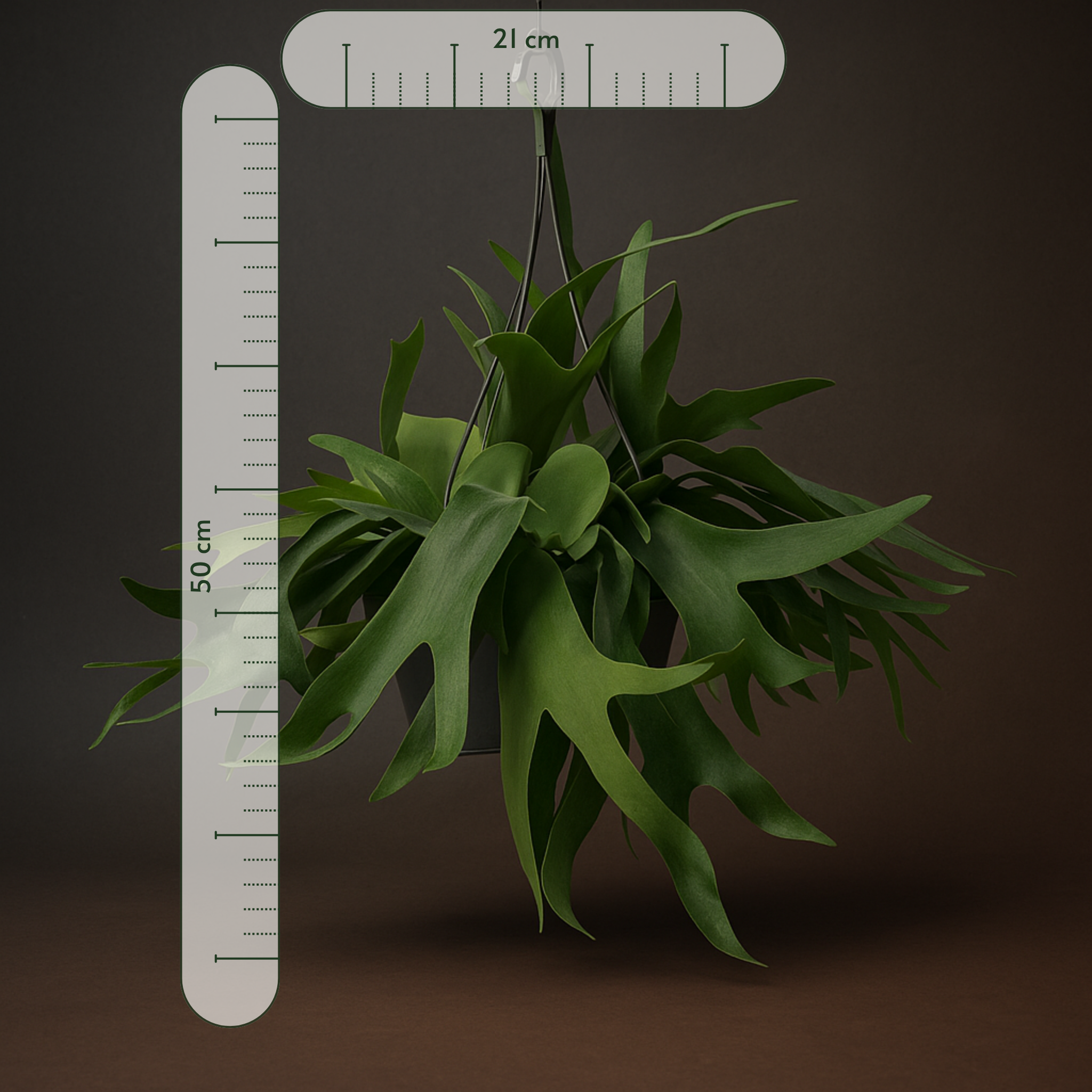 Premium Geweihfarn hängend – Platycerium bifurcatum - 50 cm - Ø21cm - Luna's Leaf Co. 