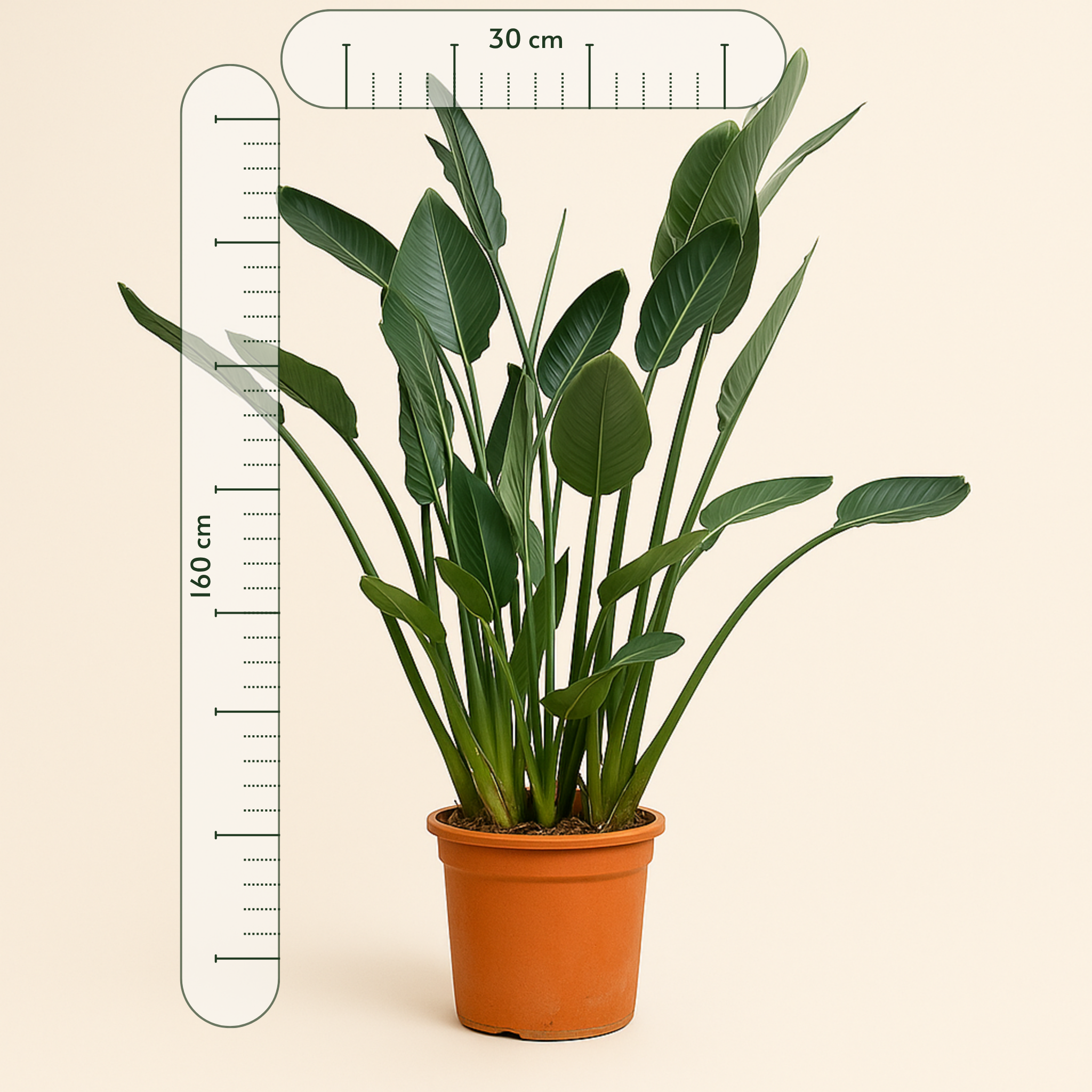 Paradiesvogelblume – Strelitzia reginae - 160cm - ⌀30 - Luna's Leaf Co. 