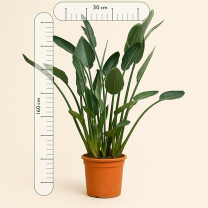 Paradiesvogelblume – Strelitzia reginae - 160cm - ⌀30 - Luna's Leaf Co. 