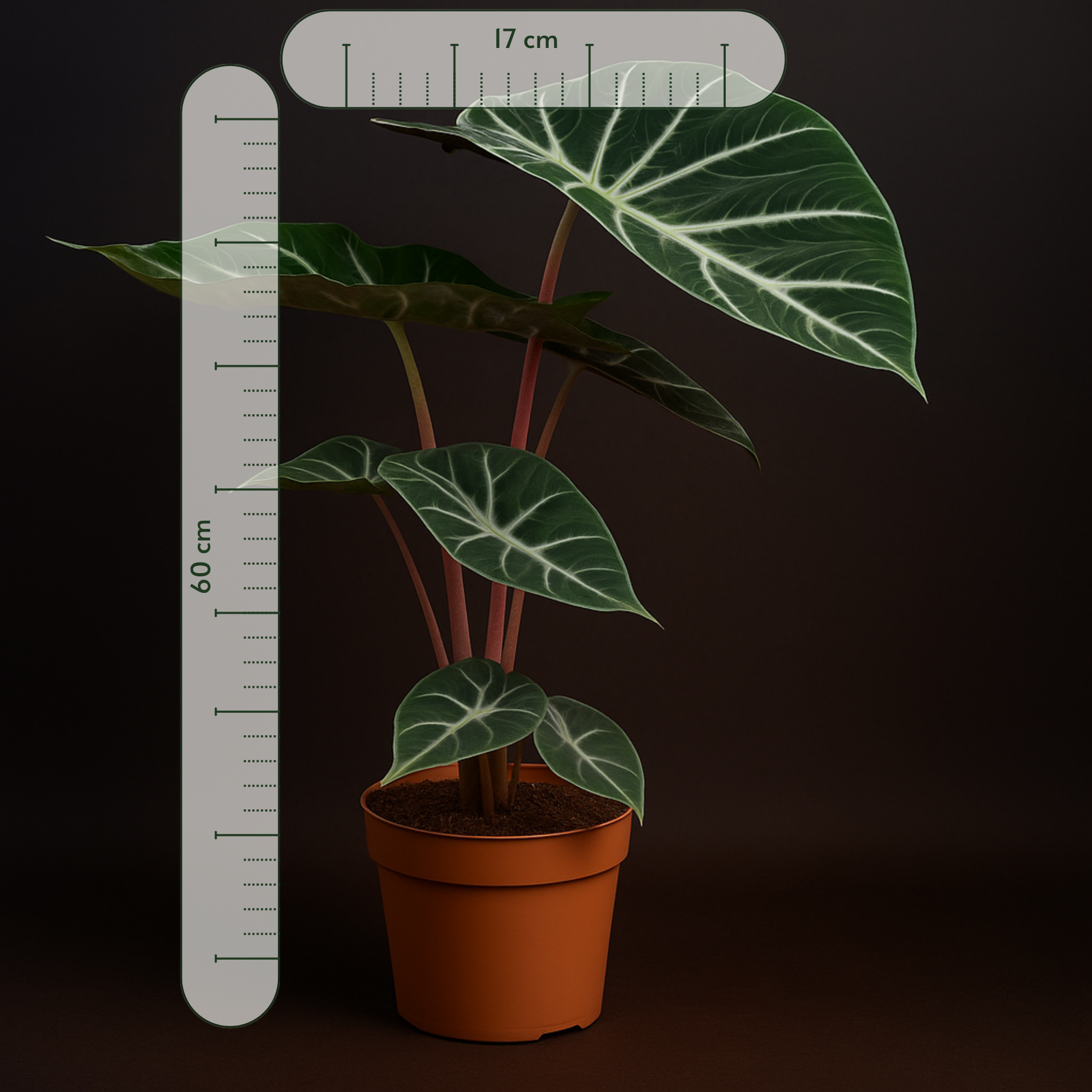 Premium Alocasia Pink Dragon – Alocasia pink dragon - 60 cm - Ø17cm - Luna's Leaf Co. 