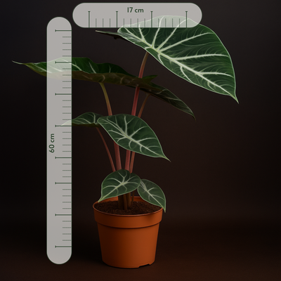 Premium Alocasia Pink Dragon – Alocasia pink dragon - 60 cm - Ø17cm - Luna's Leaf Co. 