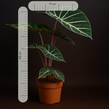 Premium Alocasia Pink Dragon – Alocasia pink dragon - 60 cm - Ø17cm - Luna's Leaf Co. 