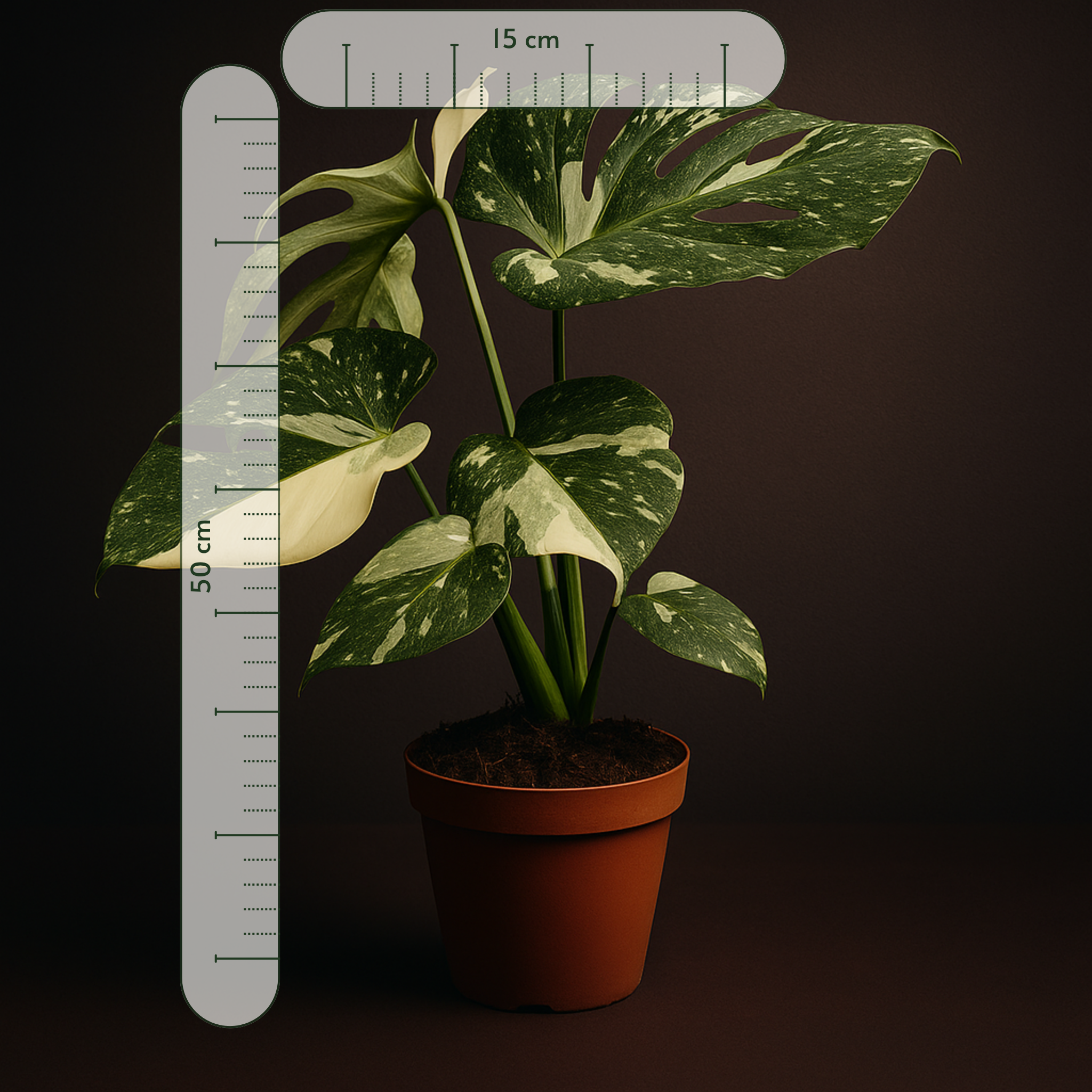 Premium Monstera Thai Constellation – Monstera deliciosa - 50 cm - Ø15cm - Luna's Leaf Co. 
