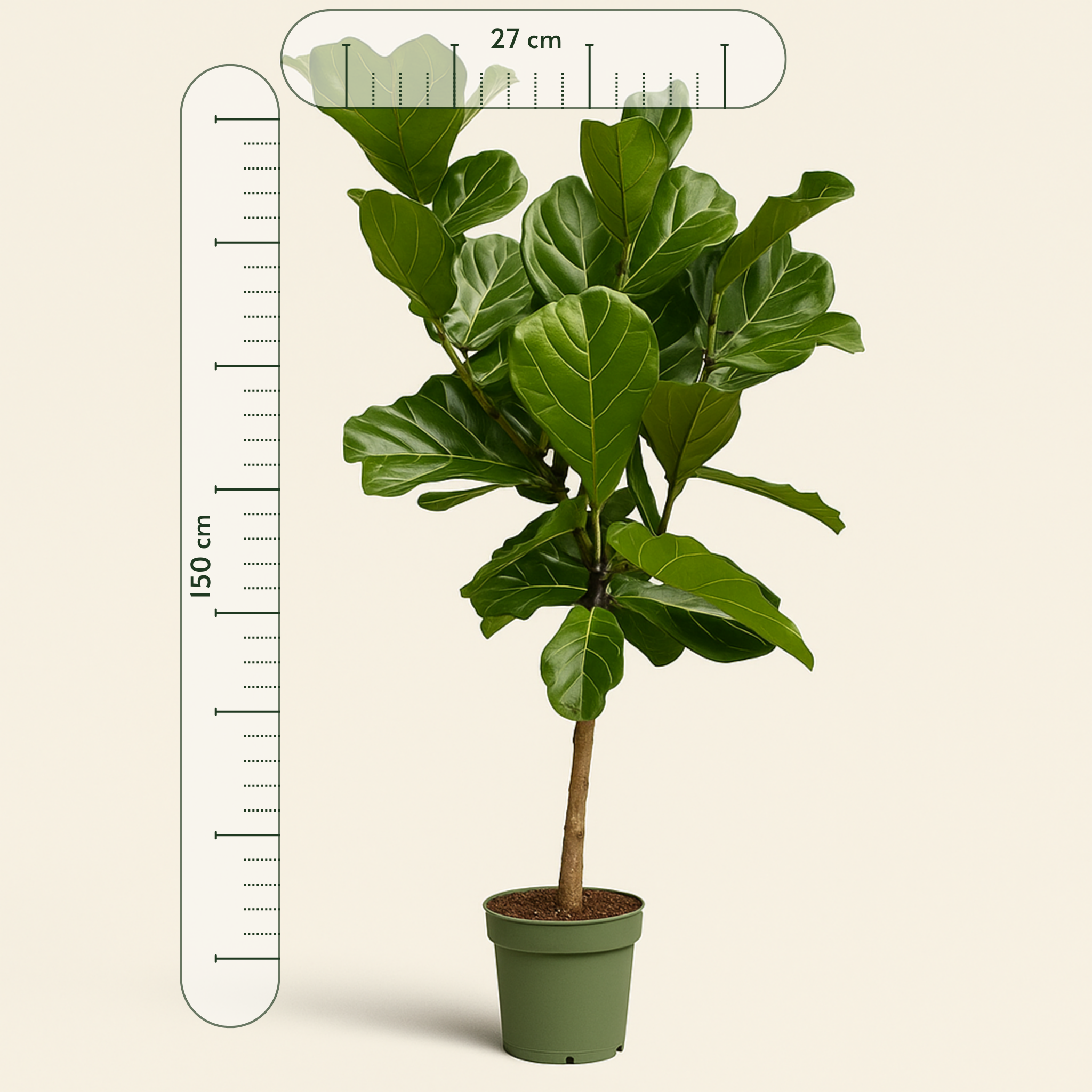Geigenfeige auf Stamm – Ficus lyrata - 150 cm - Ø27 - Luna's Leaf Co. 
