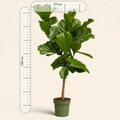 Geigenfeige auf Stamm – Ficus lyrata - 150 cm - Ø27 - Luna's Leaf Co. 