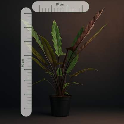 Premium Alocasia Lauterbachiana - 80 cm - Ø19cm - Luna's Leaf Co. 