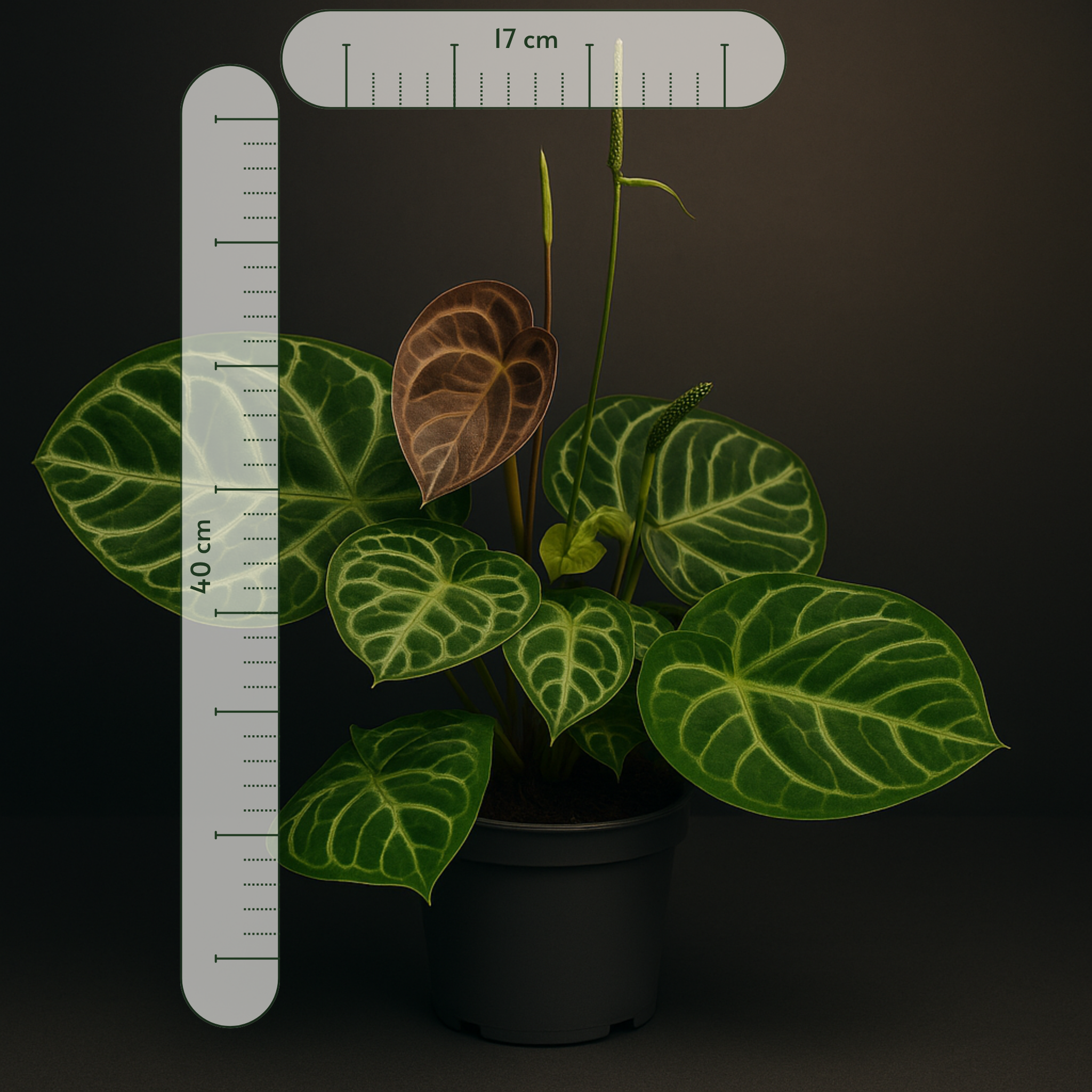 Premium Anthurium Crystal Hybride - 4o cm - Ø17cm - Luna's Leaf Co. 