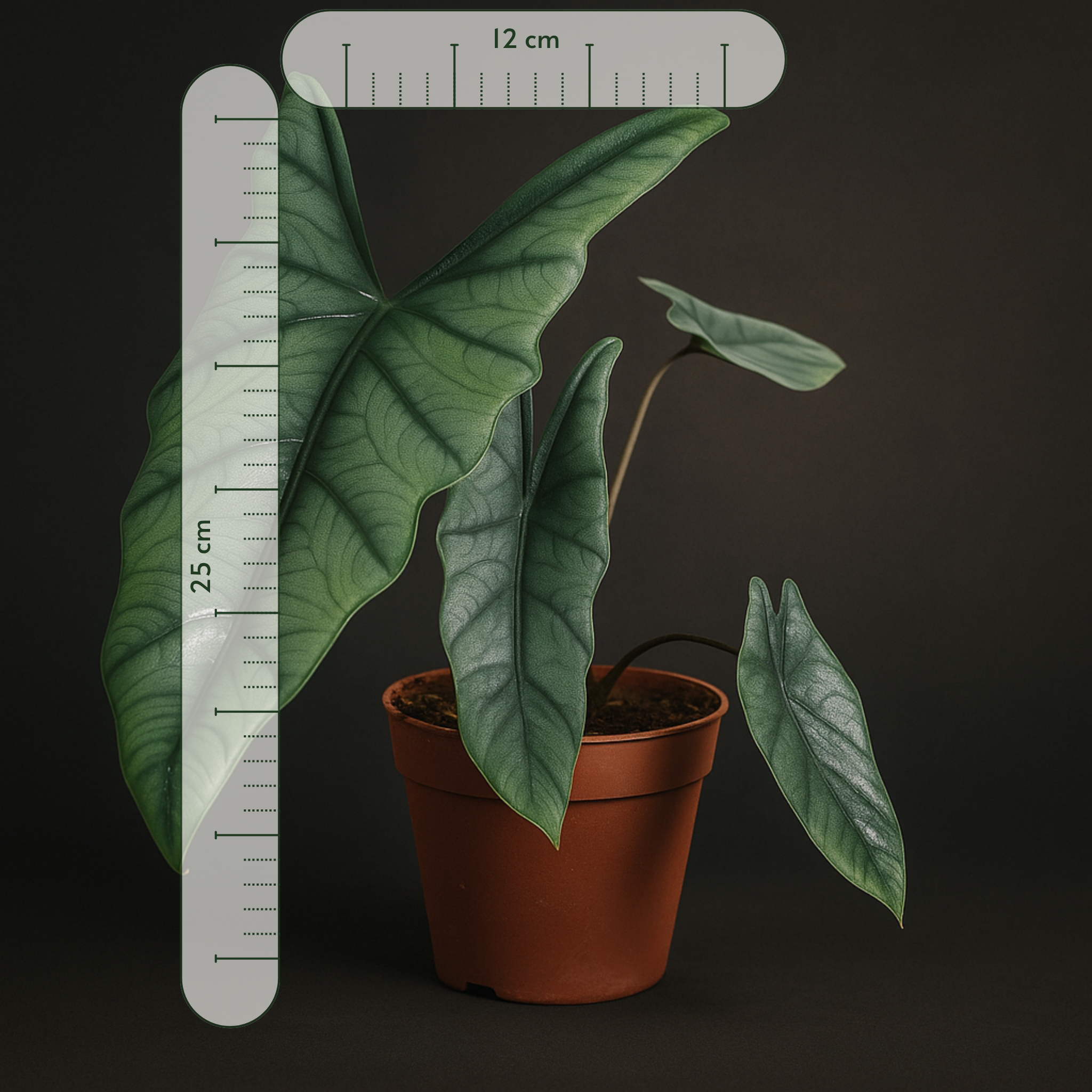 Premium Alocasia Heterophylla - 25 cm - Ø12cm - Luna's Leaf Co. 