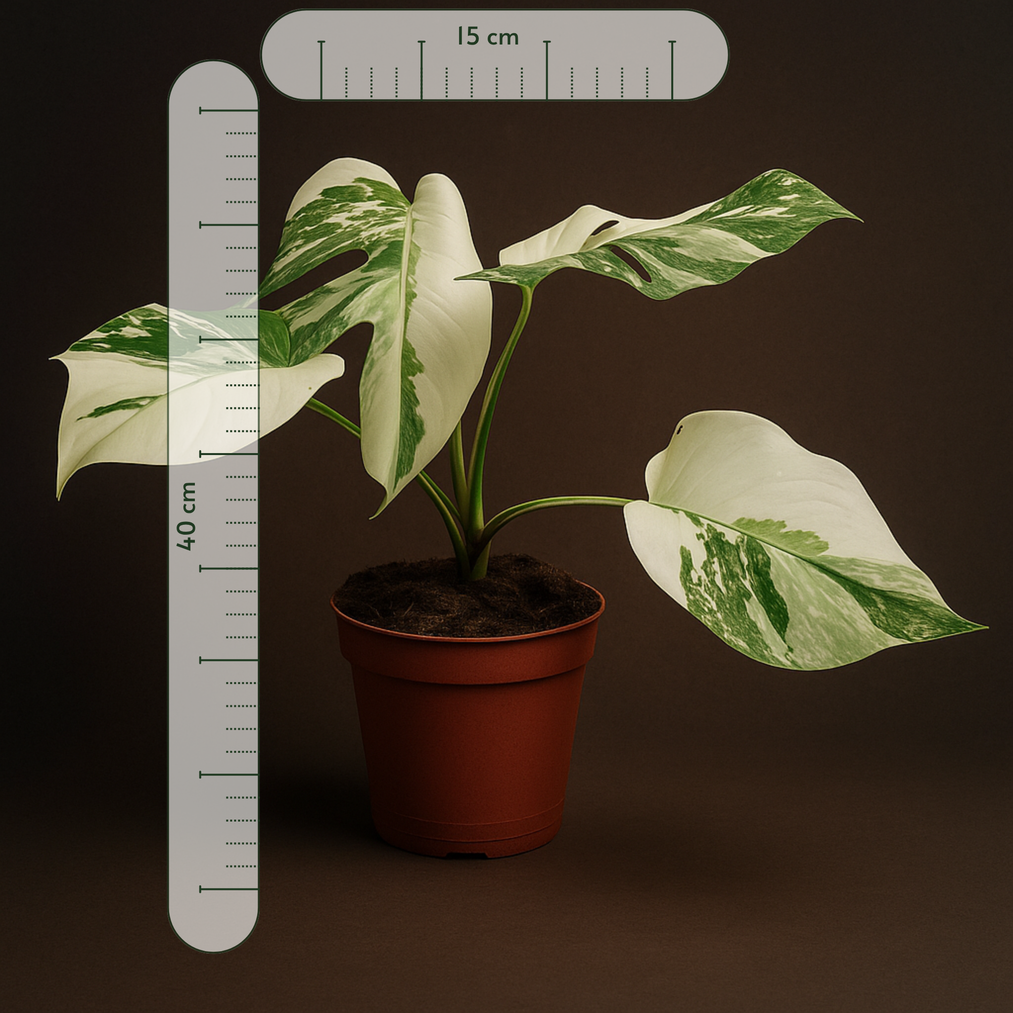 Premium Monstera Deliciosa Variegata Super White - 40 cm - Ø15cm - Luna's Leaf Co. 