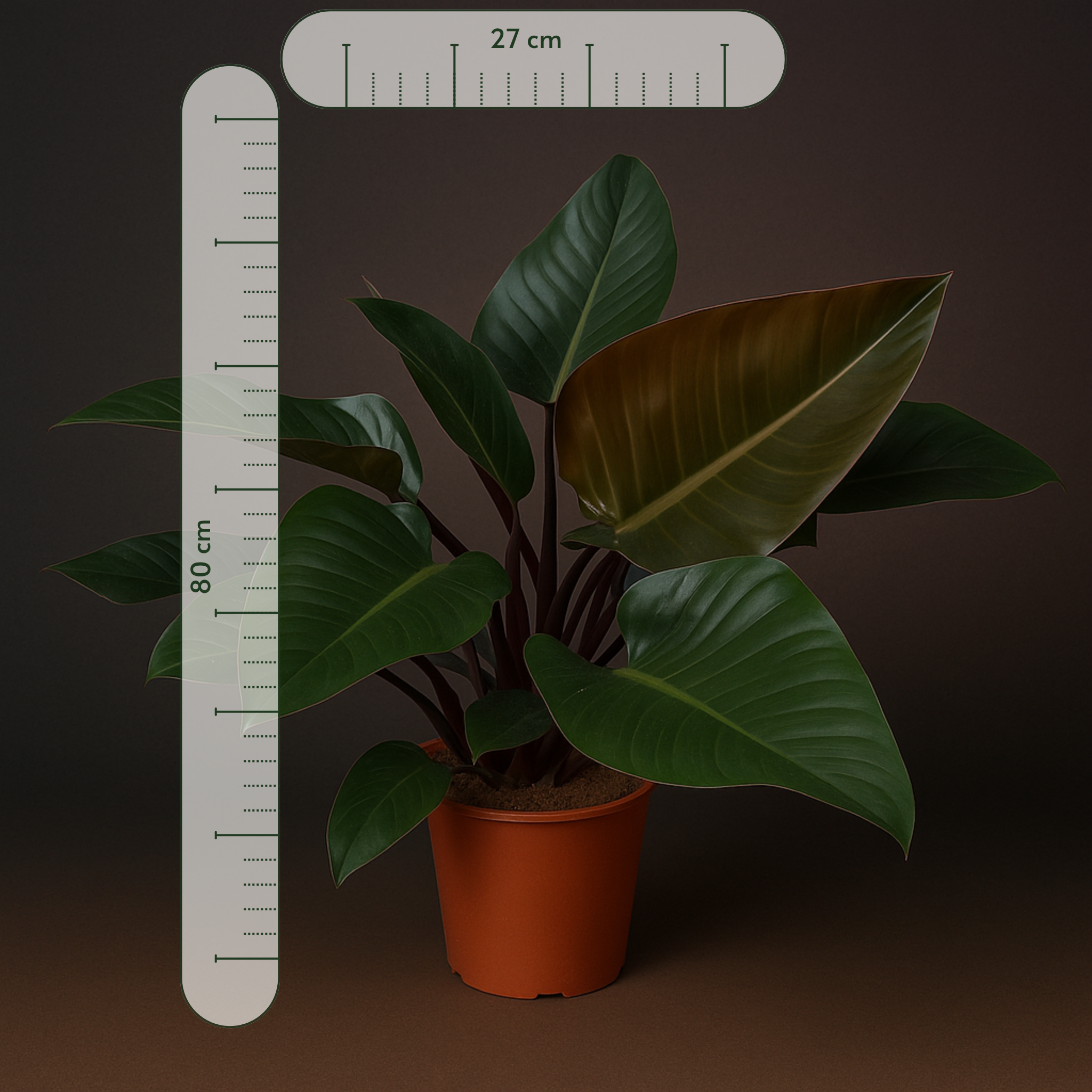 Premium Philodendron Congo Red - 80 cm - Ø27cm - Luna's Leaf Co. 