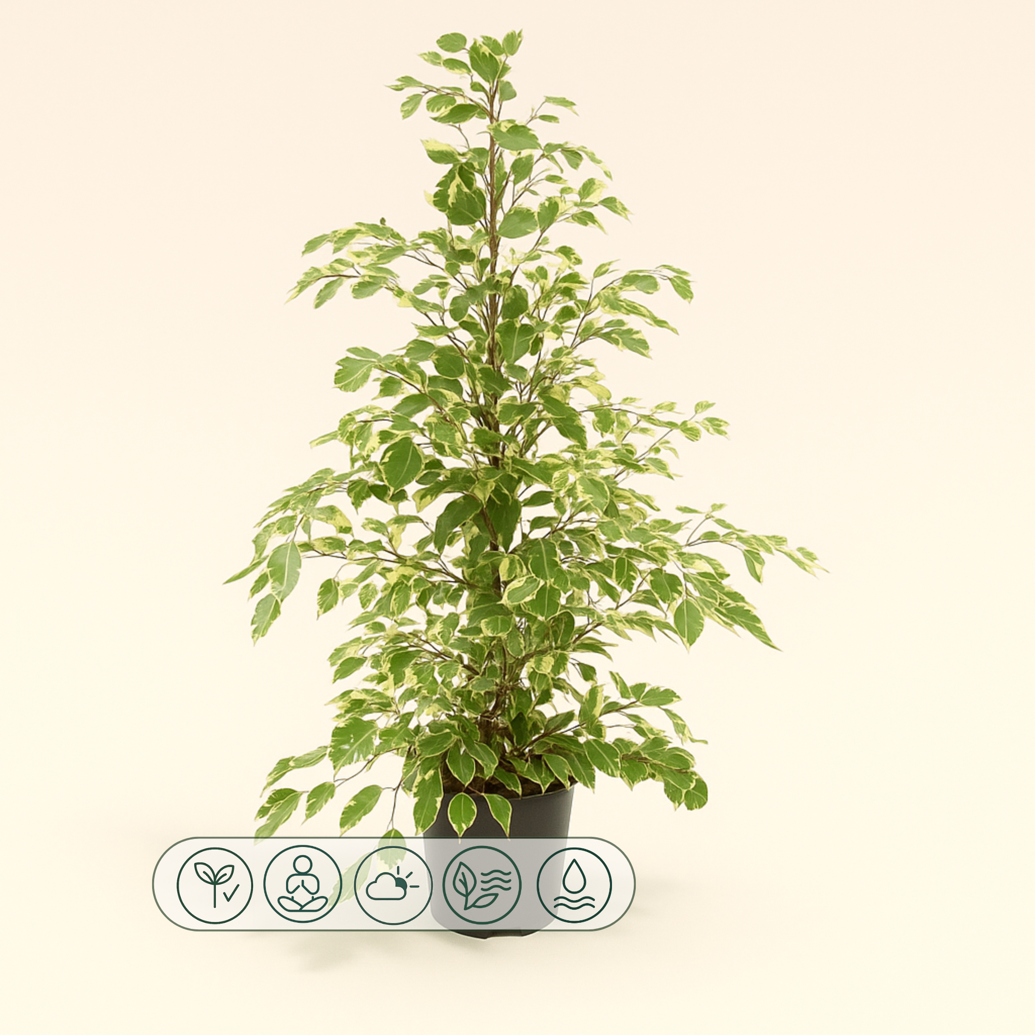Trauerweide Twilight - Ficus benjamina 'Twilight' - 95cm - Ø21cm - Luna's Leaf Co. 