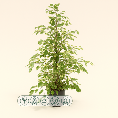 Trauerweide Twilight - Ficus benjamina 'Twilight' - 95cm - Ø21cm - Luna's Leaf Co. 