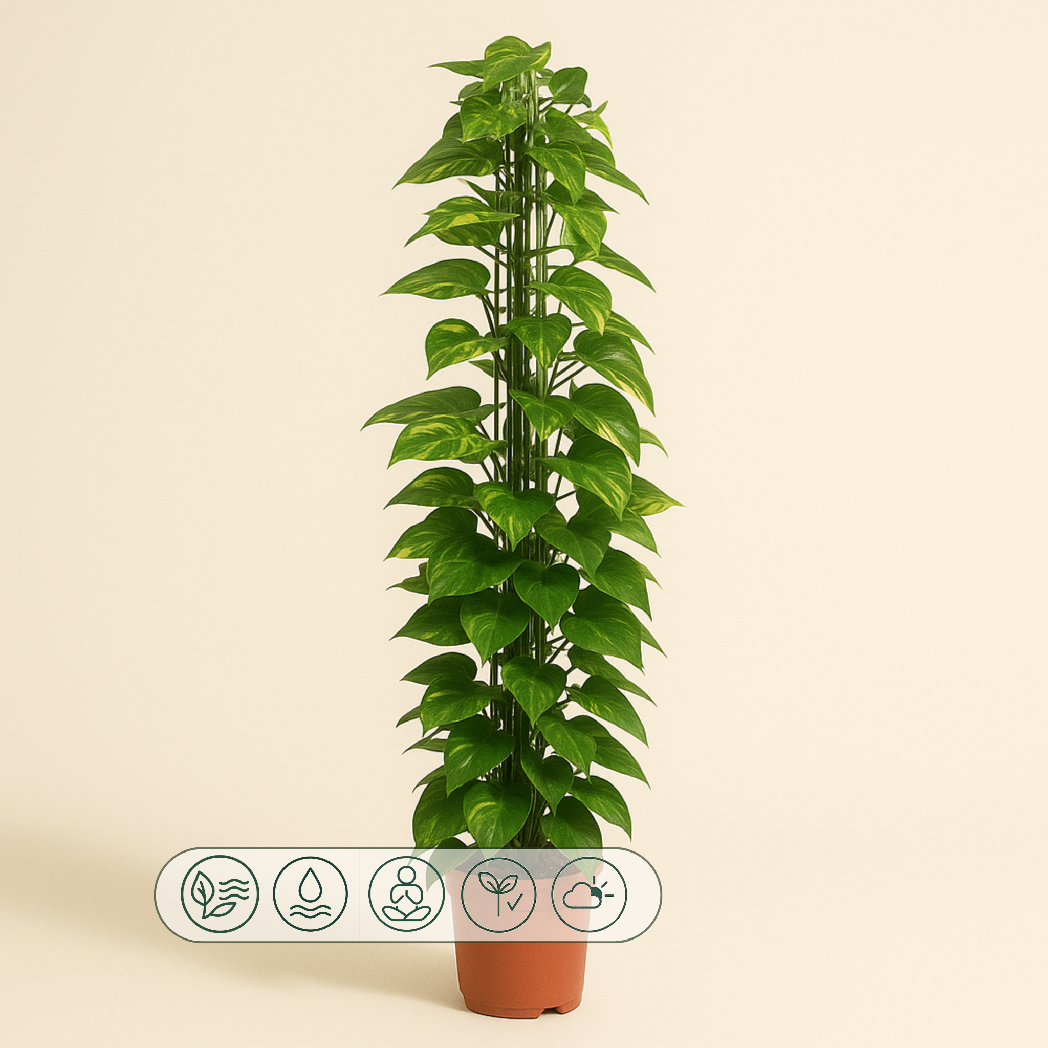 Goldene Efeutute mit Rankgitter – Epipremnum aureum - 160 cm - ø27 - Luna's Leaf Co. 