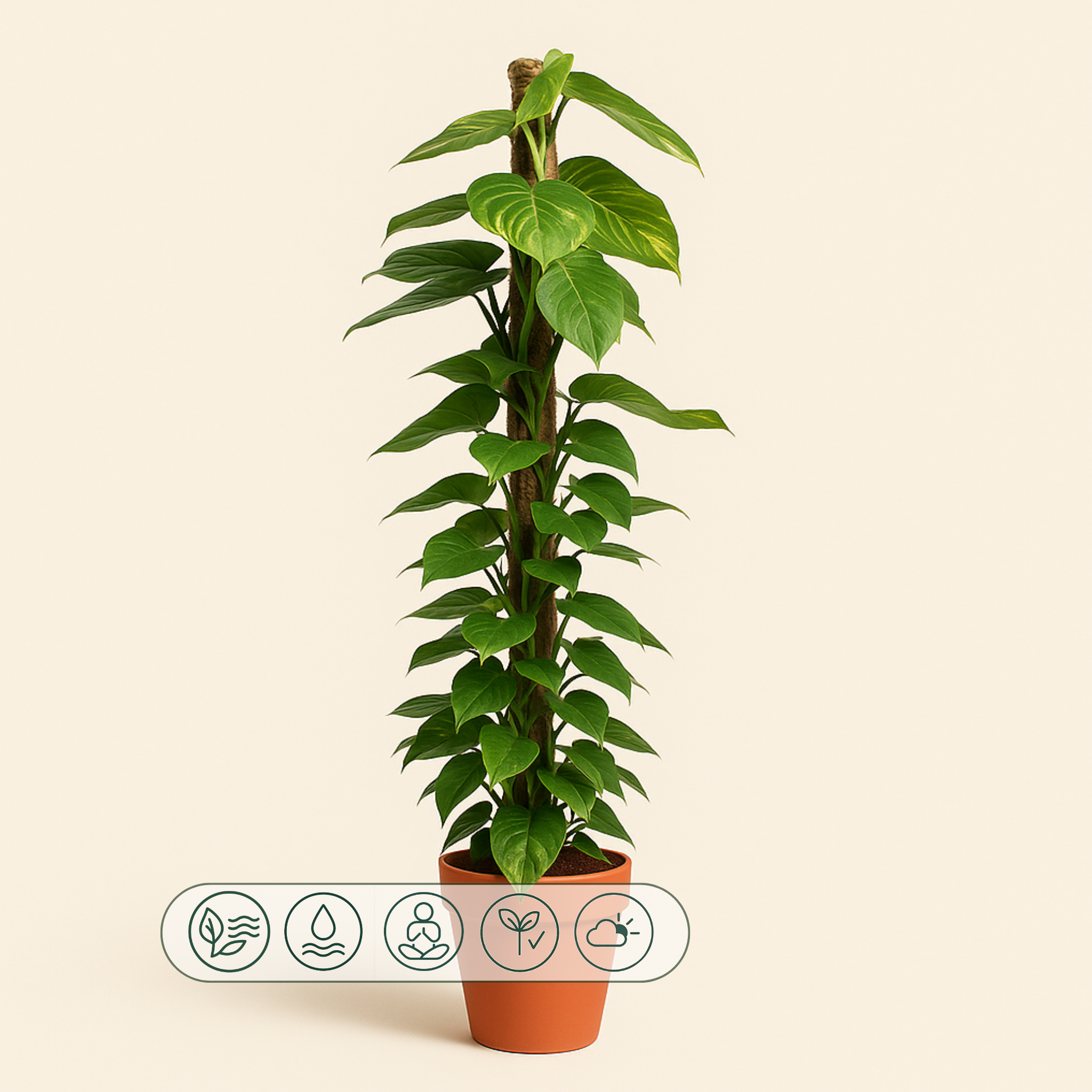 Goldene Efeutute – Epipremnum aureum - 150 cm - ø27 - Luna's Leaf Co. 