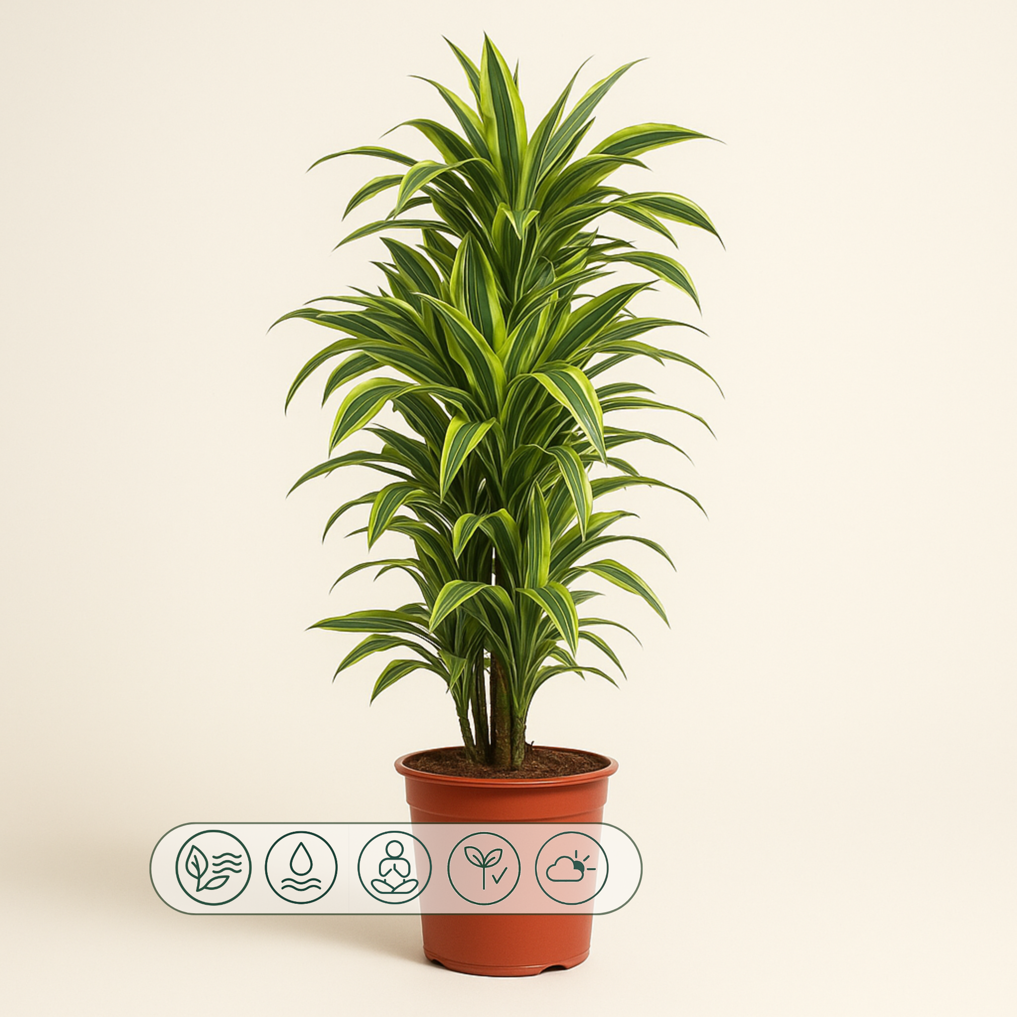 Drachenbaum Lemon Lime - Dracaena Lemon Lime - 150 cm - ø30 - Luna's Leaf Co. 