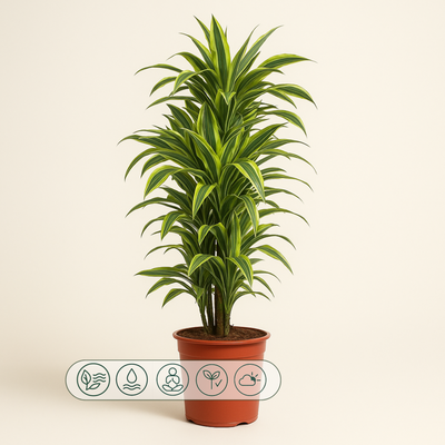 Drachenbaum Lemon Lime - Dracaena Lemon Lime - 150 cm - ø30 - Luna's Leaf Co. 
