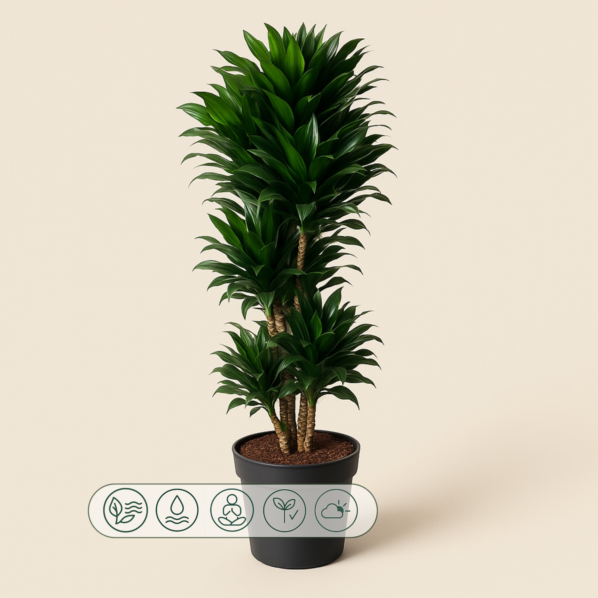 Drachenbaum Compacta vertakt – Dracaena fragrans 'Compacta' - 140 cm - ø31 - Luna's Leaf Co. 