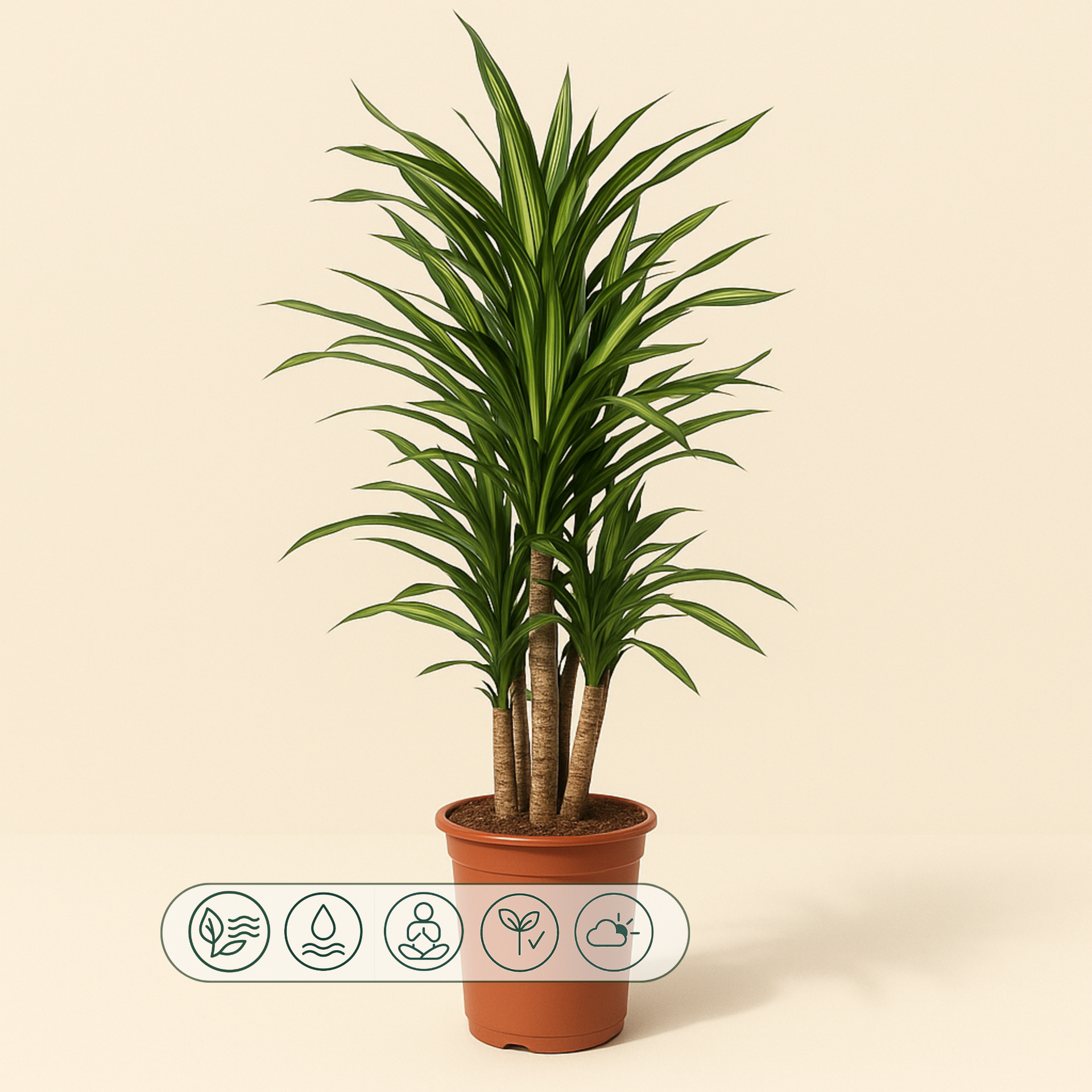 dracaena reflexa giftig Drachenbaum Riki kaufen