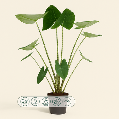 Pfeilblatt Zebrina – Alocasia zebrina - 80 cm - Ø21cm - Luna's Leaf Co. 