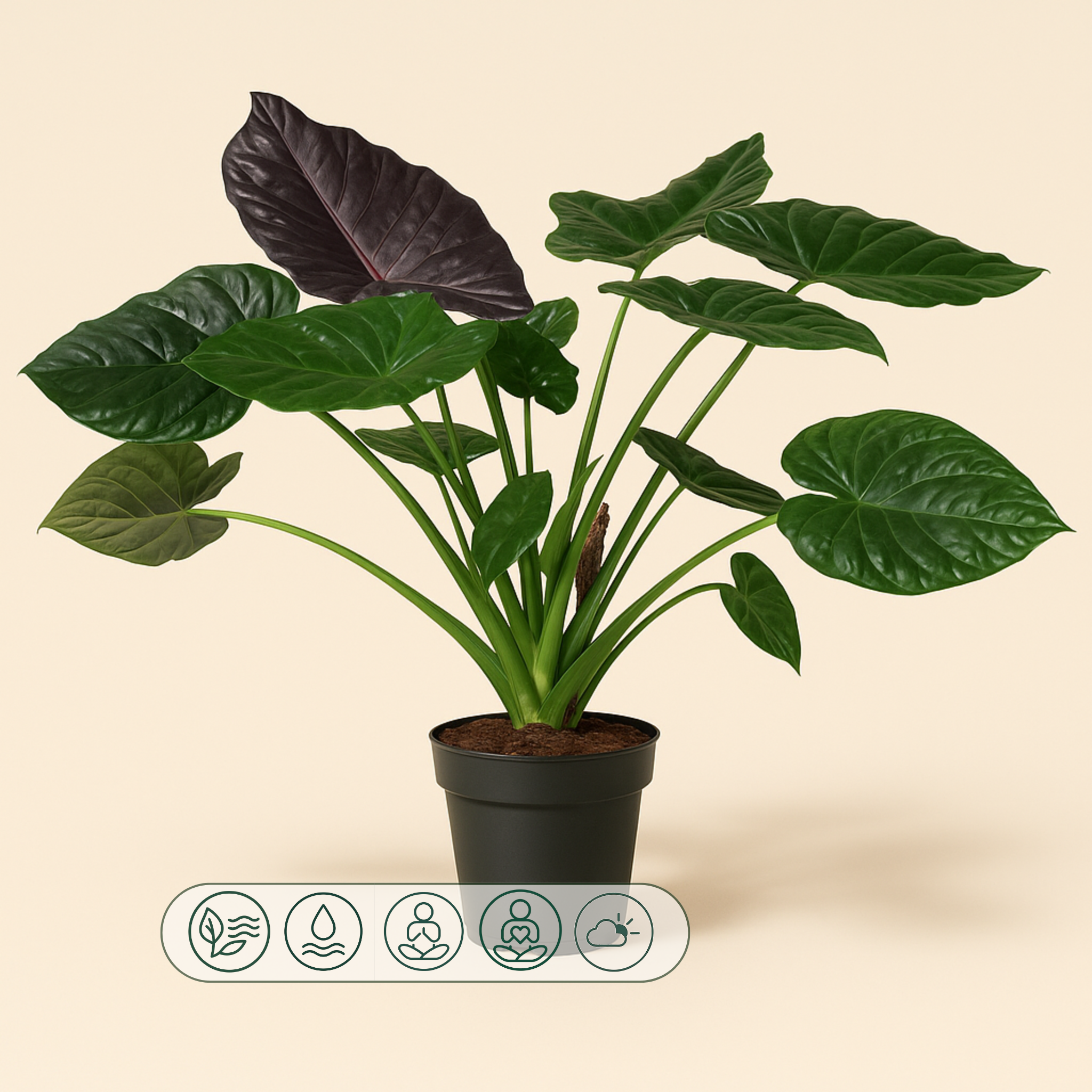 Pfeilblatt Wentii – Alocasia wentii - 120 cm - ø32 - Luna's Leaf Co. 