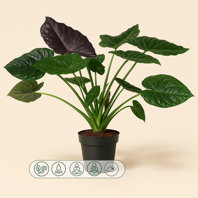 Pfeilblatt Wentii – Alocasia wentii - 120 cm - ø32 - Luna's Leaf Co. 