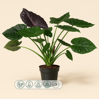 Pfeilblatt Wentii – Alocasia wentii - 120 cm - ø32 - Luna's Leaf Co. 
