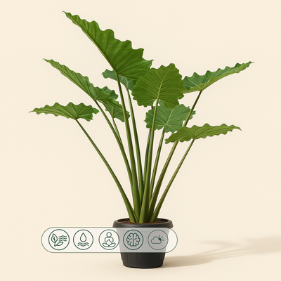 Pfeilblatt Portodora – Alocasia portodora - 140 cm - Ø34cm - Luna's Leaf Co. 