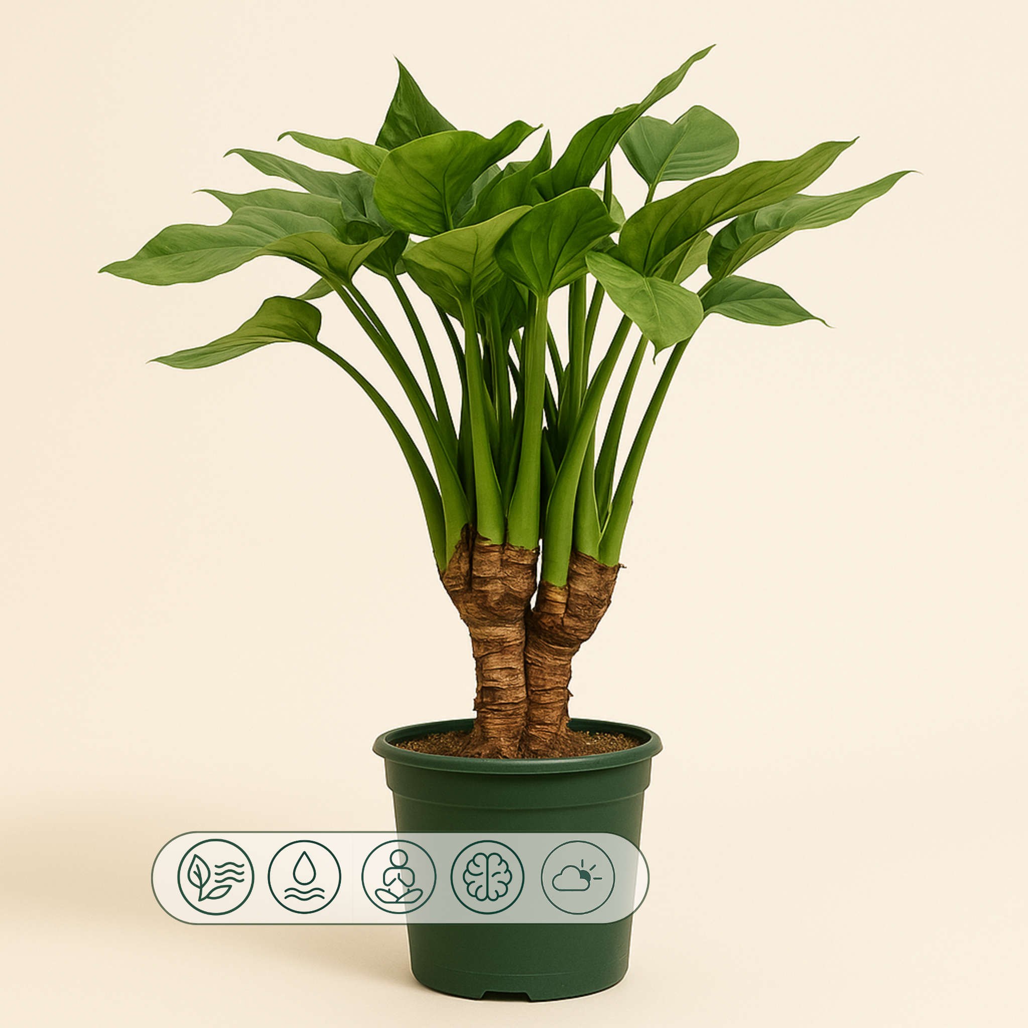 Pfeilblatt Cucullata mit Stamm – Alocasia cucullata - 120 cm - Ø26cm - Luna's Leaf Co. 