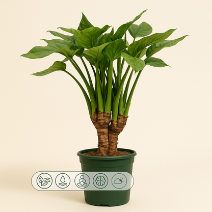 Pfeilblatt Cucullata mit Stamm – Alocasia cucullata - 120 cm - Ø26cm - Luna's Leaf Co. 