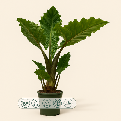 Alocasia Low Raider - 75 cm - Ø26cm - Luna's Leaf Co. 