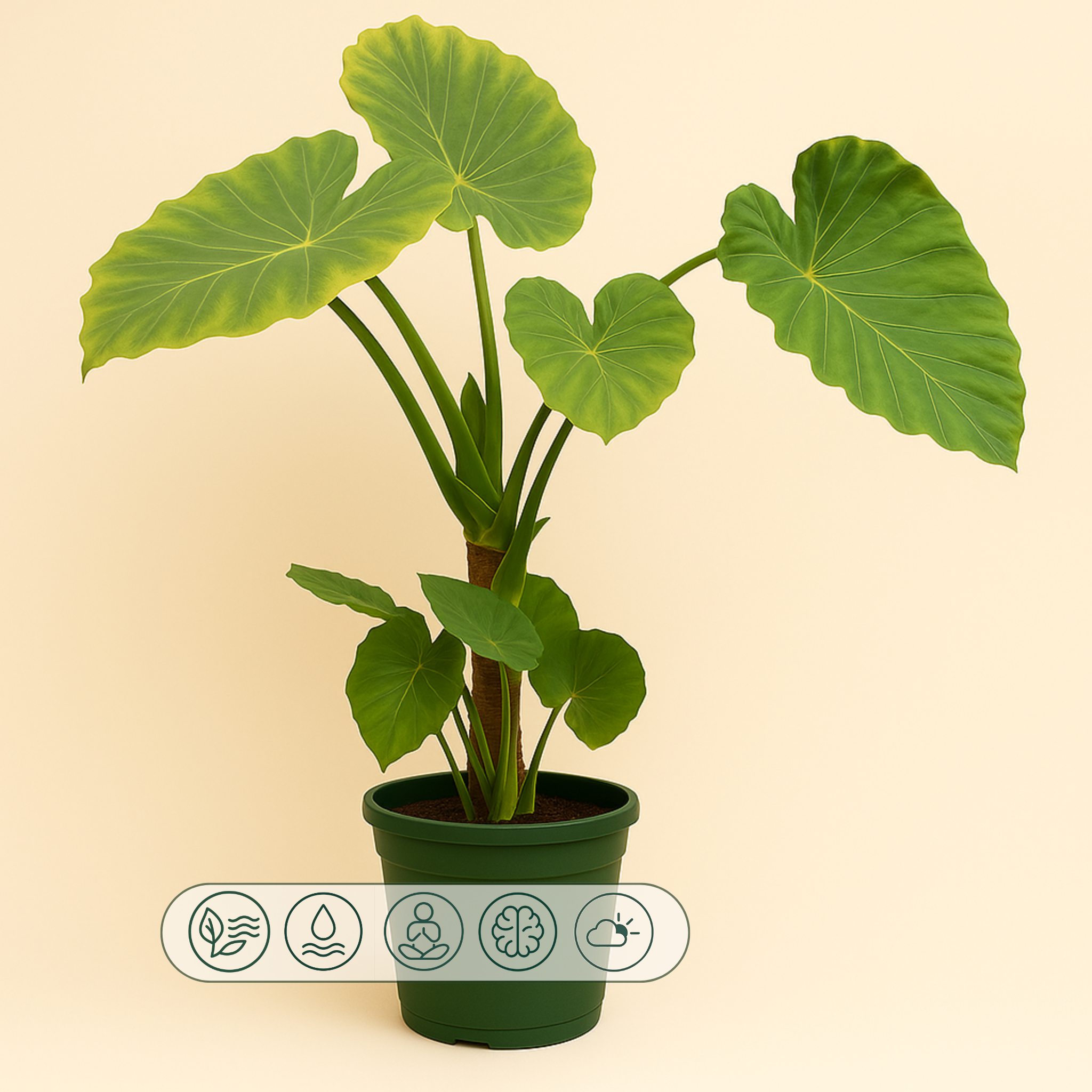 Pfeilblatt Portodora mit Stamm – Alocasia portodora - 180cm - Ø40 cm - Luna's Leaf Co. 