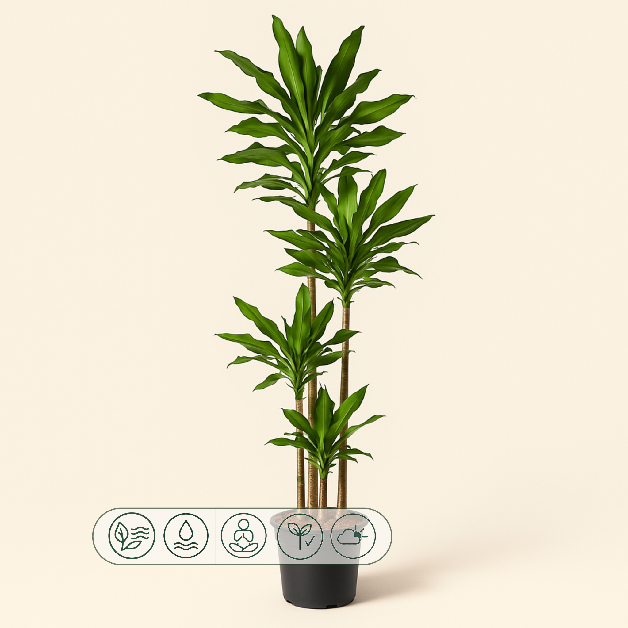 Drachenbaum Janet Lind – Dracaena fragrans 'Janet Lind' - 155 cm - ø24 - Luna's Leaf Co. 