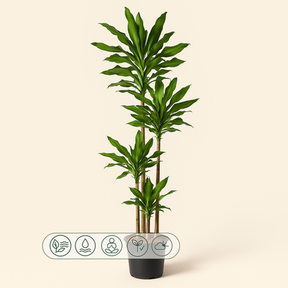 Drachenbaum Janet Lind – Dracaena fragrans 'Janet Lind' - 155 cm - ø24 - Luna's Leaf Co. 