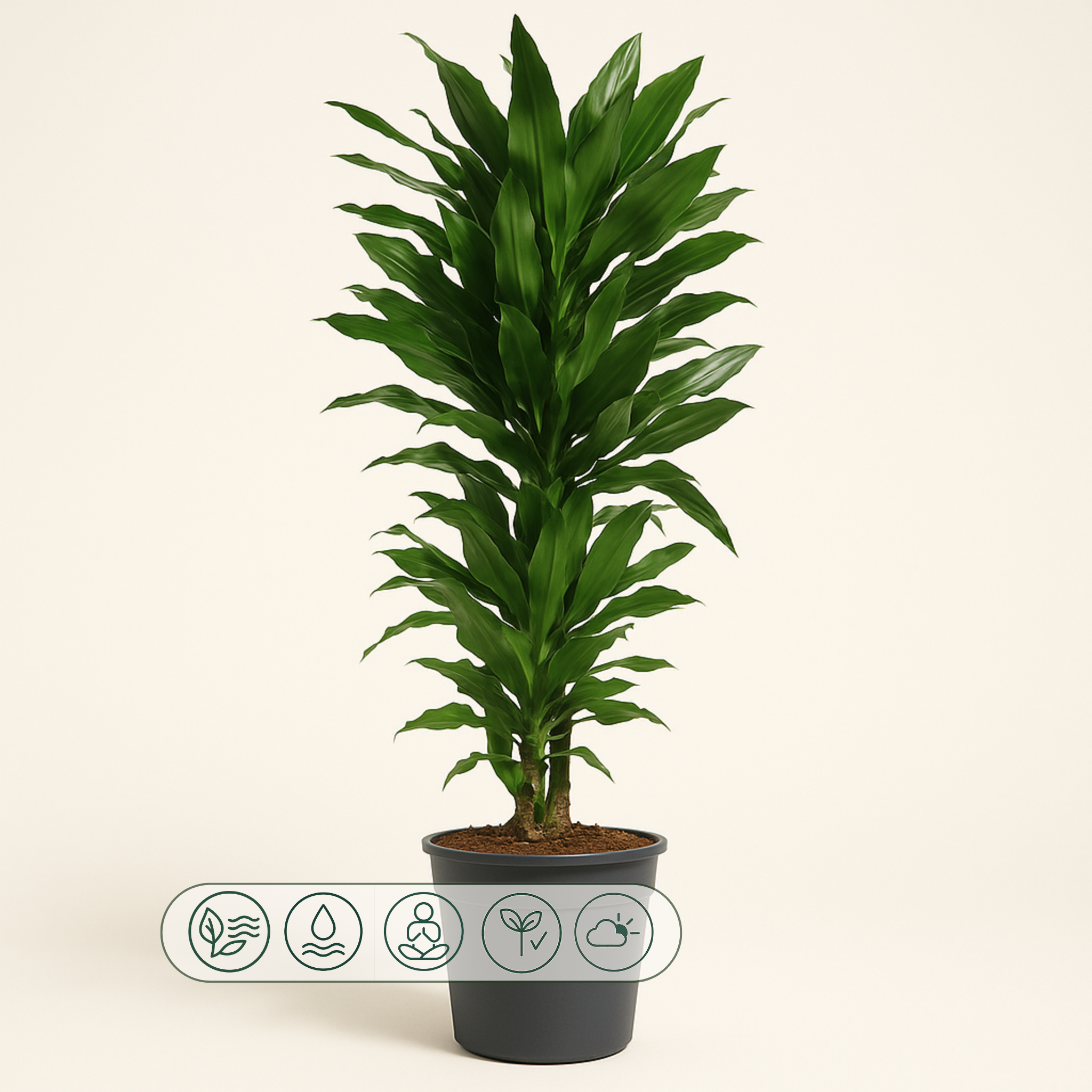 Drachenbaum Janet Lind verzweigt – Dracaena fragrans 'Janet Lind'- 120 cm - ø27 - Luna's Leaf Co. 