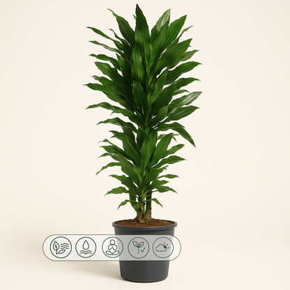 Drachenbaum Janet Lind verzweigt – Dracaena fragrans 'Janet Lind'- 120 cm - ø27 - Luna's Leaf Co. 